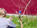 Osoba przycina drzewko owocowe, ucząc się, jak rozplanować drzewa owocowe w ogrodzie.