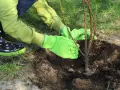 Ręce w zielonych rękawiczkach delikatnie zasypują ziemią młode drzewko owocowe. Właściwe sadzenie to klucz do jego przyszłych plonów.
