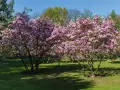 Dwie kwitnące magnolie w pełnym rozkwicie, z różowymi kwiatami. Wiosna pokazuje, jak szybko rośnie magnolia, tworząc piękny widok.