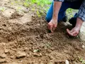Ręce siejące nasiona w ziemi. Idealny czas, kiedy przekopać działkę na wiosnę, by cieszyć się plonami.