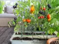 Kolorowe pomidory dojrzewają na balkonie. Ciemne, czerwone i pomarańczowe owoce tworzą apetyczny widok.