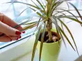 Dracena gubi liście, widać uszkodzenia na końcówkach. Dłoń z czerwonym lakierem dotyka usychającego liścia.