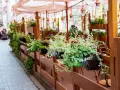Zielony ogródek przy restauracji, pełen wiszących roślin i drewnianych mebli, zaprasza do odpoczynku.