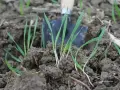 Młode źdźbła trawy wyrastają z ziemi obok łopatki. Widać, ile trawy na m2 w tym miejscu.