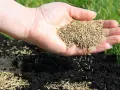 Dłoń rozsypuje nasiona trawy na przygotowanej ziemi, pokazując, jak siać trawę na starym trawniku.