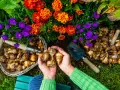 Ręce trzymają cebulki, gotowe do sadzenia. Obok koszyk z cebulkami i narzędzia ogrodnicze. Czas pomyśleć, kiedy sadzić byliny, by cieszyć się wiosennym kwieciem.