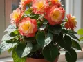 Piękna begonia doniczkowa z pomarańczowo-żółtymi kwiatami, gotowa na podlewanie.