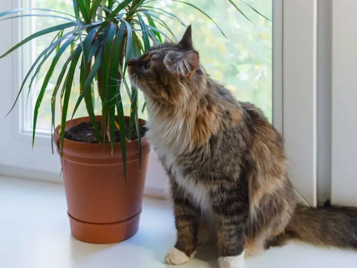 Puszysty kotek ciekawie wącha dracenę, zastanawiając się, czy dracena jest trująca.