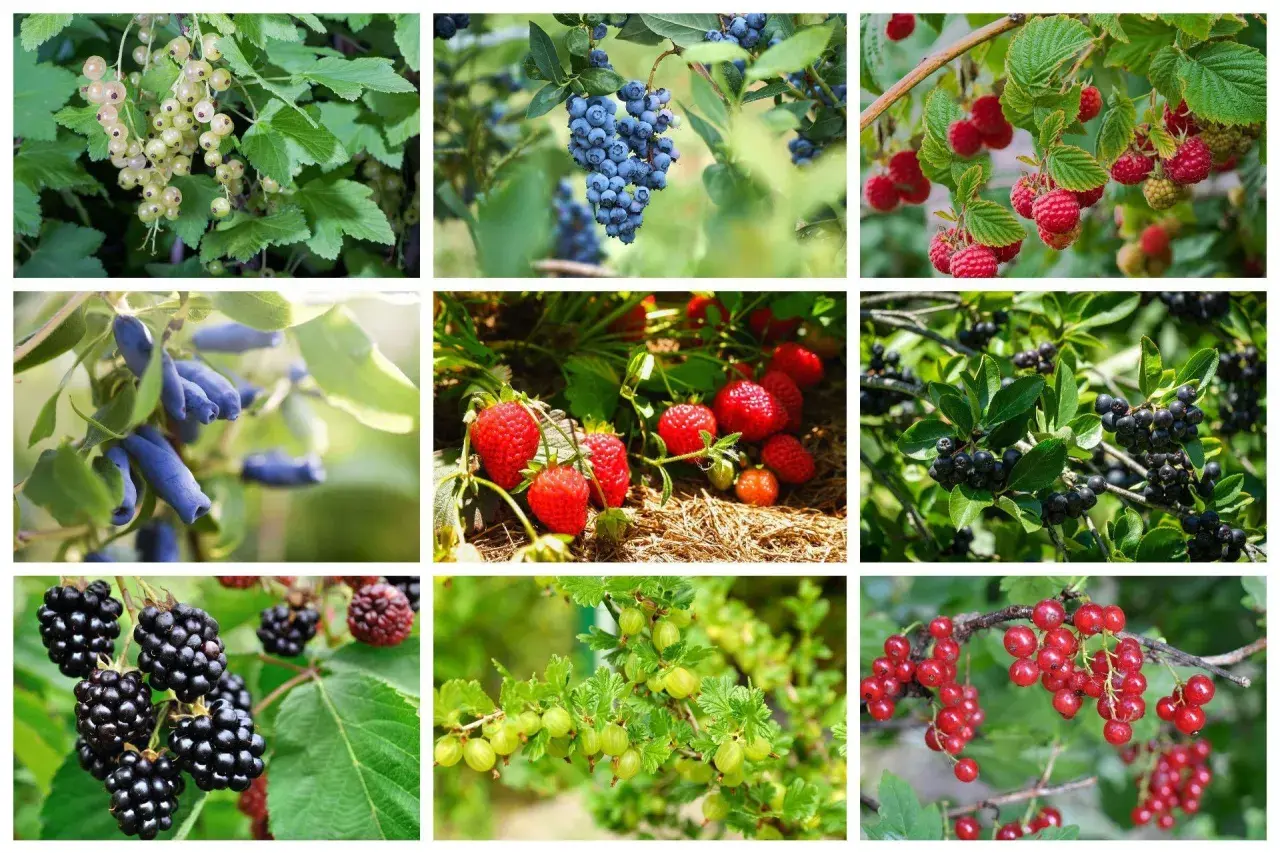 Krzewy owocowe: białe porzeczki, borówki, maliny, jagody kamczackie, truskawki, aronia, jeżyny, agrest i czerwone porzeczki.