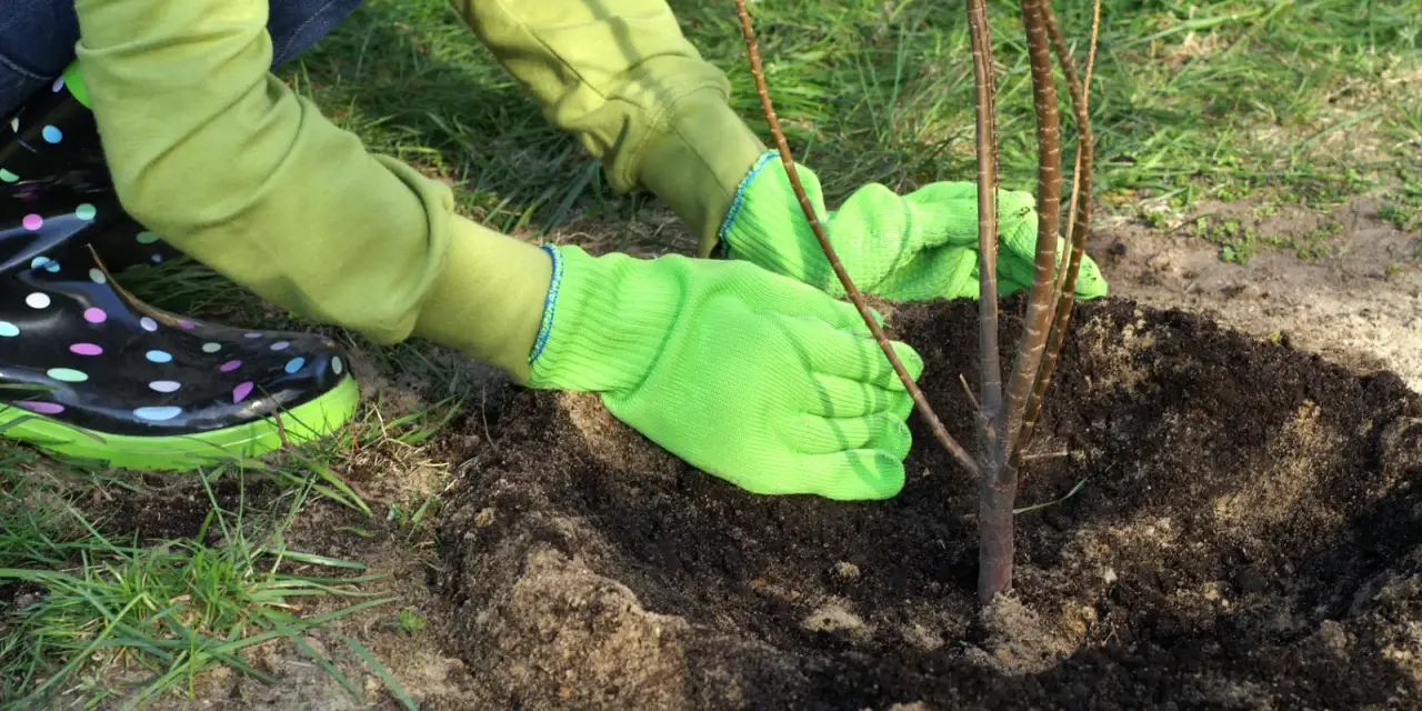 Ręce w zielonych rękawiczkach delikatnie zasypują ziemią młode drzewko owocowe. Właściwe sadzenie to klucz do jego przyszłych plonów.