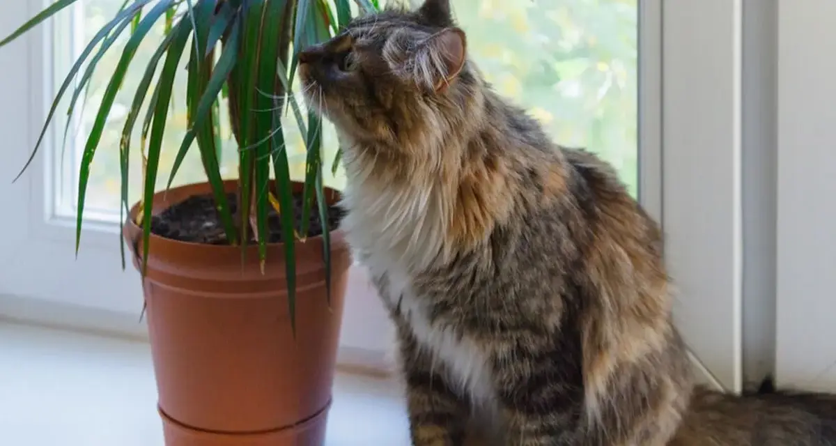 Puszysty kotek ciekawie wącha dracenę, zastanawiając się, czy dracena jest trująca.