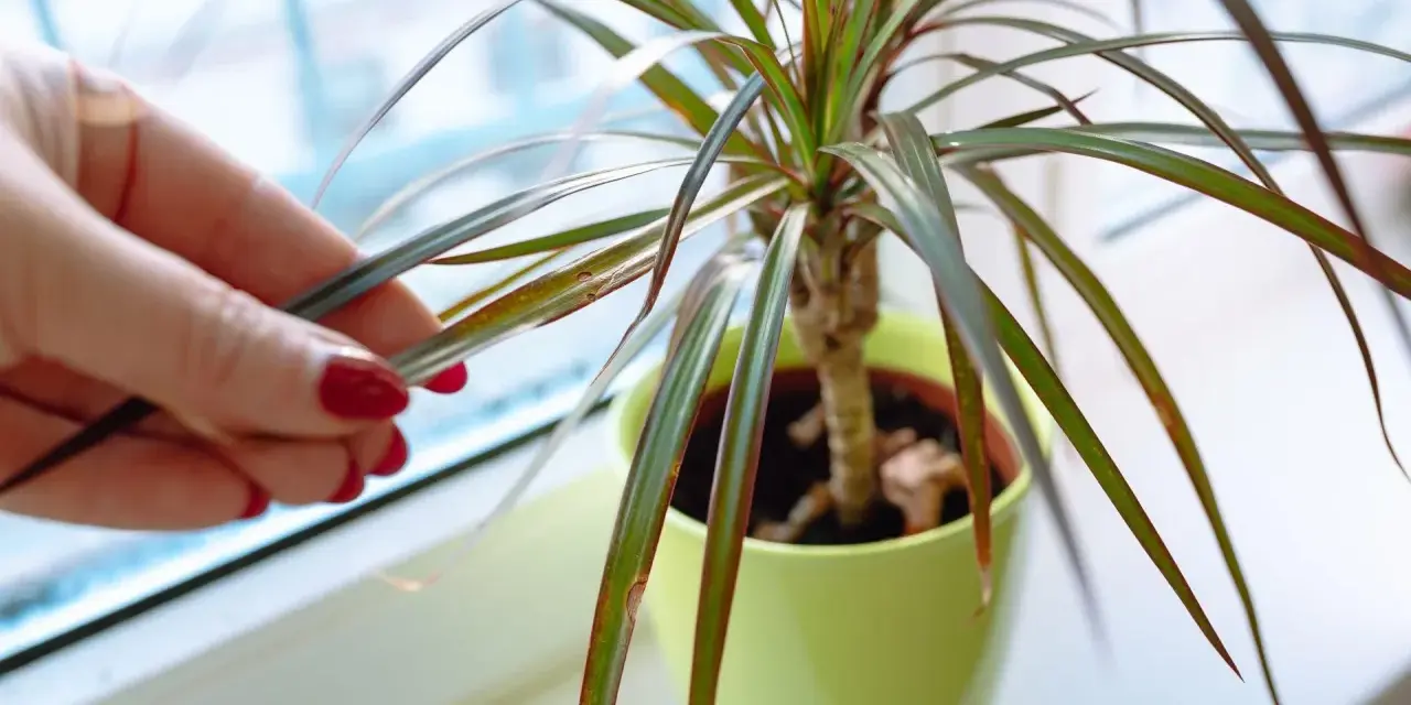 Dracena gubi liście, widać uszkodzenia na końcówkach. Dłoń z czerwonym lakierem dotyka usychającego liścia.