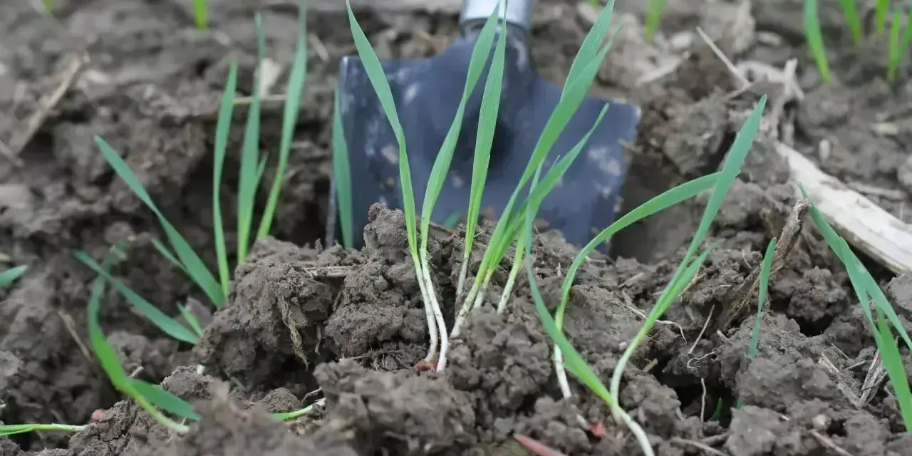 Młode źdźbła trawy wyrastają z ziemi obok łopatki. Widać, ile trawy na m2 w tym miejscu.