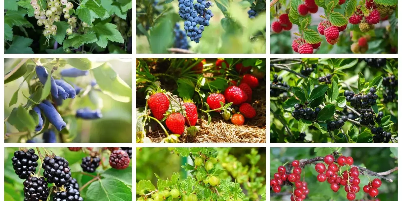 Krzewy owocowe: białe porzeczki, borówki, maliny, jagody kamczackie, truskawki, aronia, jeżyny, agrest i czerwone porzeczki.