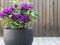 Fioletowy rododendron w ozdobnej donicy, pięknie prezentuje się na tarasie. Idealne stanowisko dla tej rośliny.