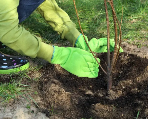 Ręce w zielonych rękawiczkach delikatnie zasypują ziemią młode drzewko owocowe. Właściwe sadzenie to klucz do jego przyszłych plonów.
