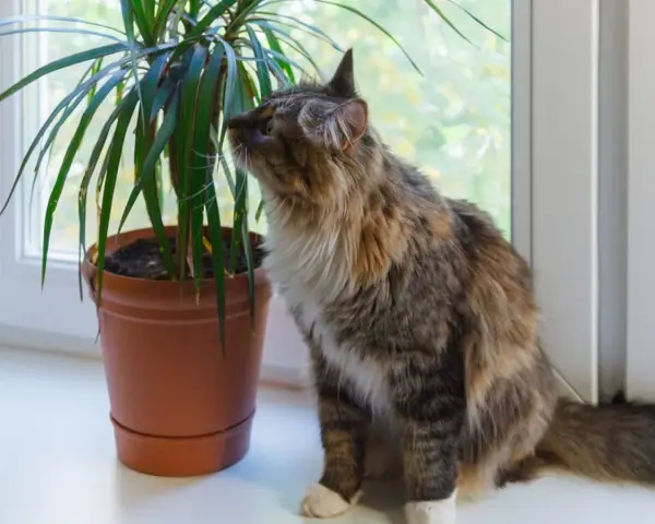 Puszysty kotek ciekawie wącha dracenę, zastanawiając się, czy dracena jest trująca.