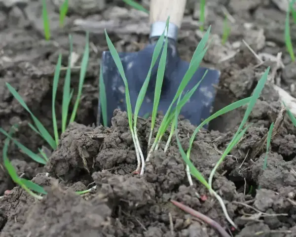 Młode źdźbła trawy wyrastają z ziemi obok łopatki. Widać, ile trawy na m2 w tym miejscu.