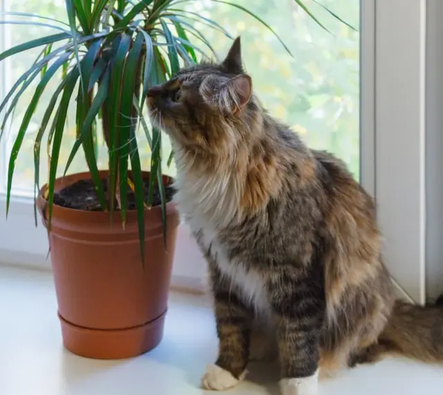Puszysty kotek ciekawie wącha dracenę, zastanawiając się, czy dracena jest trująca.