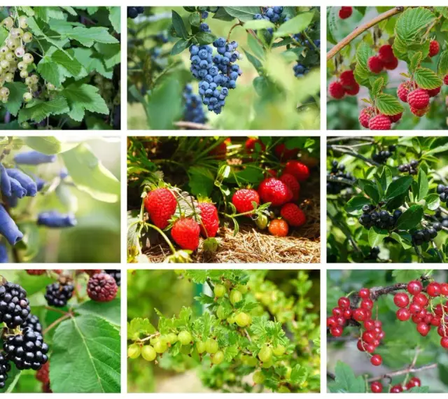 Krzewy owocowe: białe porzeczki, borówki, maliny, jagody kamczackie, truskawki, aronia, jeżyny, agrest i czerwone porzeczki.