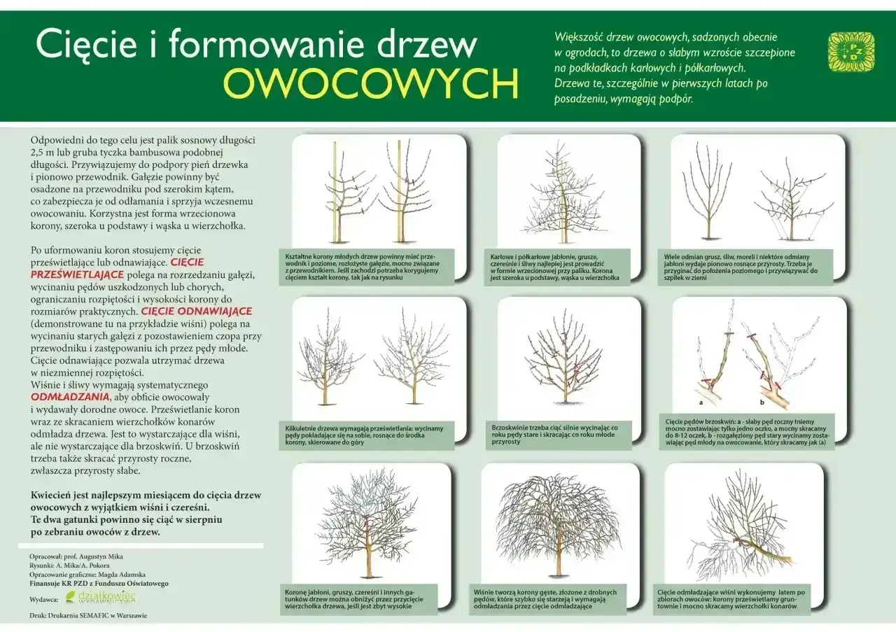 Ilustracje pokazują, jak przycinać jabłonie i inne drzewa owocowe, aby uzyskać zdrowe i owocujące korony.