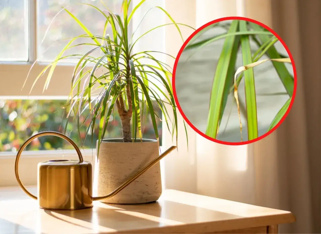 Dracena jak dbać? Złota konewka obok doniczki z draceną, której liście zaczynają brązowieć.