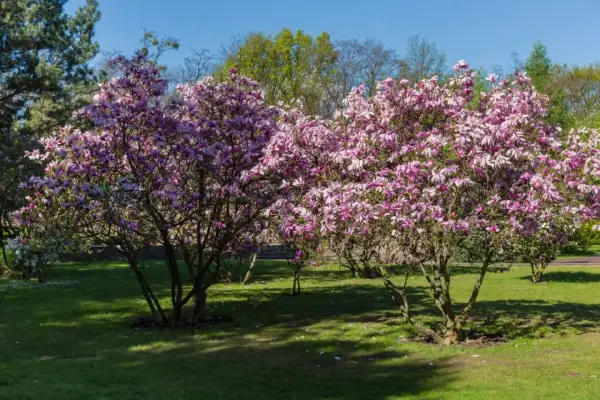 Dwie kwitnące magnolie w pełnym rozkwicie, z różowymi kwiatami. Wiosna pokazuje, jak szybko rośnie magnolia, tworząc piękny widok.
