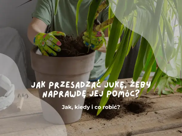 Ręce w rękawiczkach przesadzają jukę do nowej doniczki. Dowiedz się, kiedy przesadzać jukę, by jej pomóc.