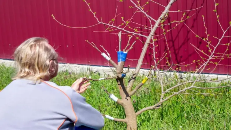 Osoba przycina drzewko owocowe, ucząc się, jak rozplanować drzewa owocowe w ogrodzie.
