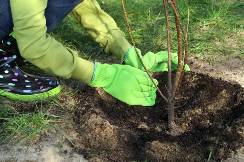 Ręce w zielonych rękawiczkach delikatnie zasypują ziemią młode drzewko owocowe. Właściwe sadzenie to klucz do jego przyszłych plonów.