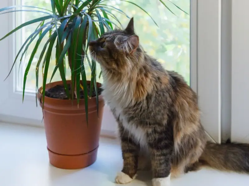 Puszysty kotek ciekawie wącha dracenę, zastanawiając się, czy dracena jest trująca.