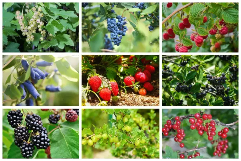 Krzewy owocowe: białe porzeczki, borówki, maliny, jagody kamczackie, truskawki, aronia, jeżyny, agrest i czerwone porzeczki.